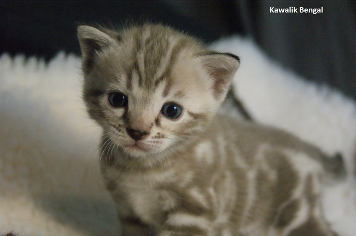 chaton bengal seal mink marble